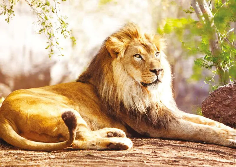 The King of the Savannah