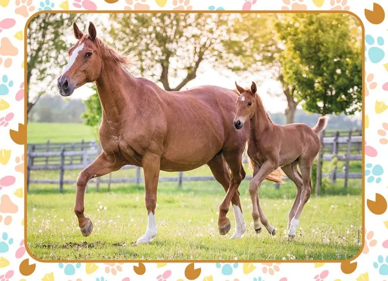 Mom and Baby Horse