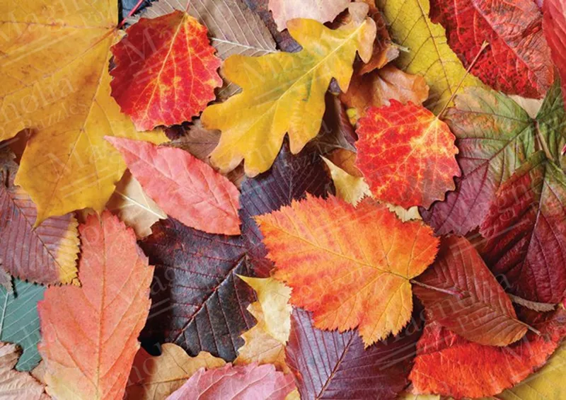 Colorful Leaves