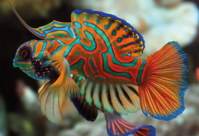 Colourful Nature - Mandarinfish