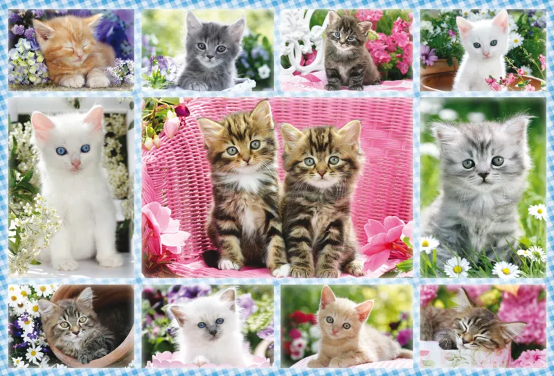 Katzenbabies