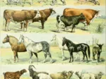 Abbildung aus dem Larousse pour Tous: Säugetiere, 19. Jahrhundert