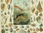 Abbildung aus dem Nouveau Larousse Illustré: Mollusken, 19. Jahrhundert