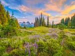 Blüten des Morgens