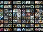 Collage - Eulen