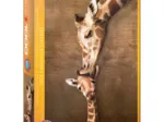 Mutter- und Babygiraffe