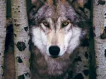 Grauer Wolf